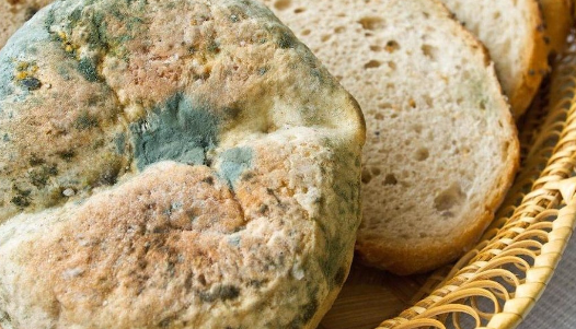 Ekmeğin Küflü Yerini Yiyenler Dikkat!