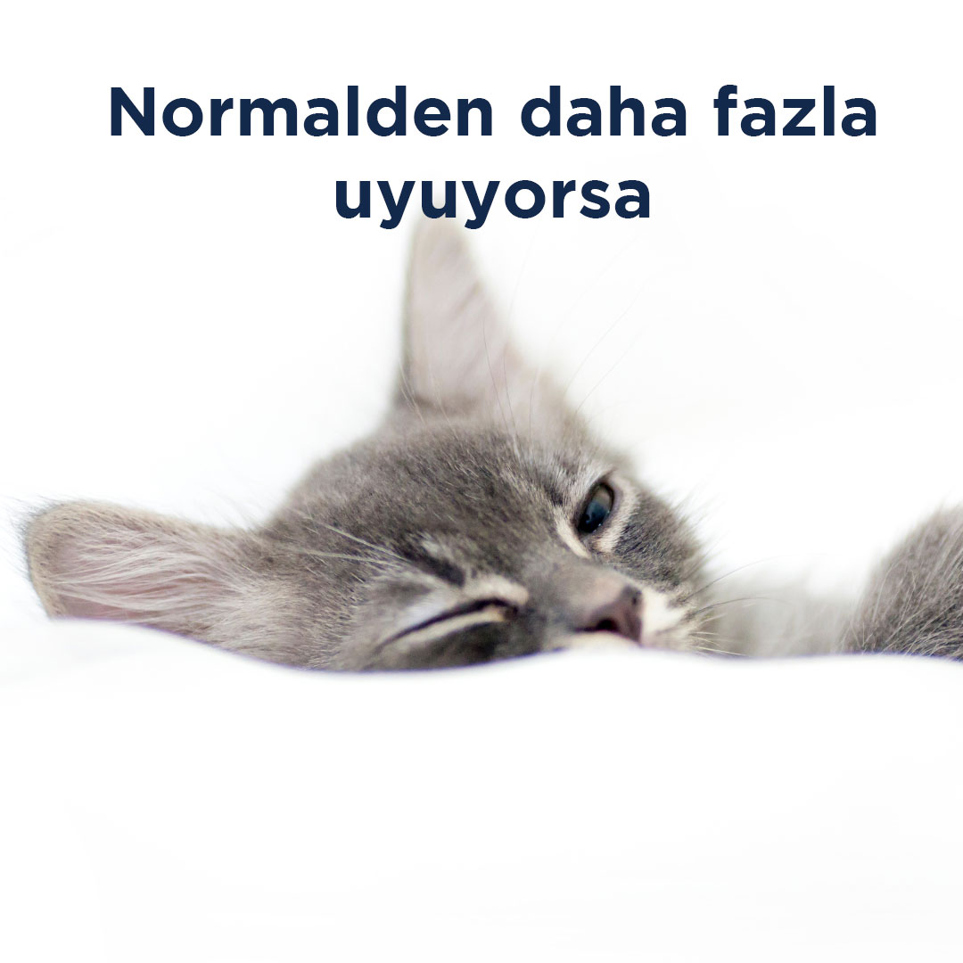 Kedinizin stresli olup olmadığını nasıl anlayacağınızı merak mı ediyorsunuz? İşte yanıtı!