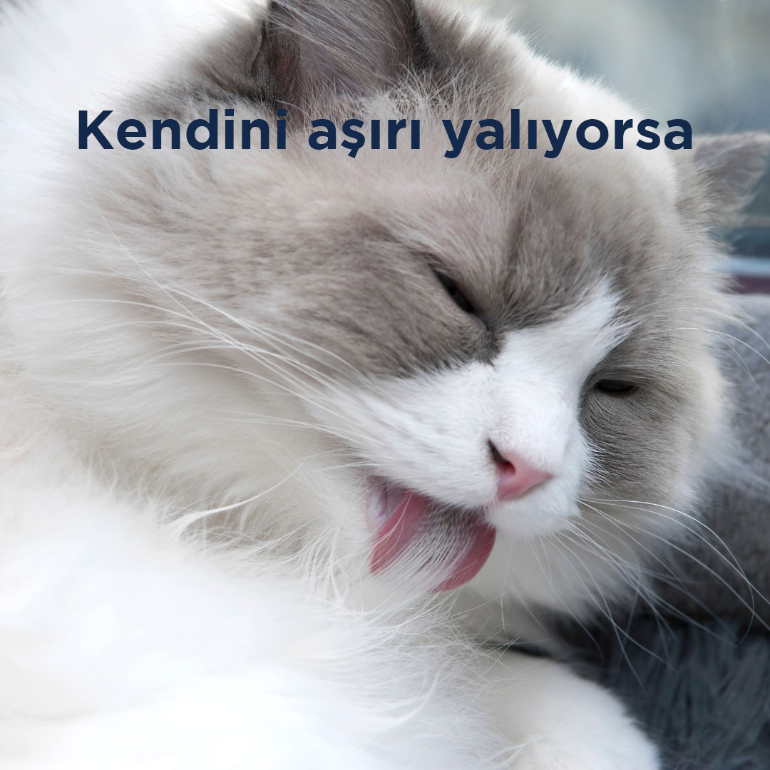 Kedinizin stresli olup olmadığını nasıl anlayacağınızı merak mı ediyorsunuz? İşte yanıtı!