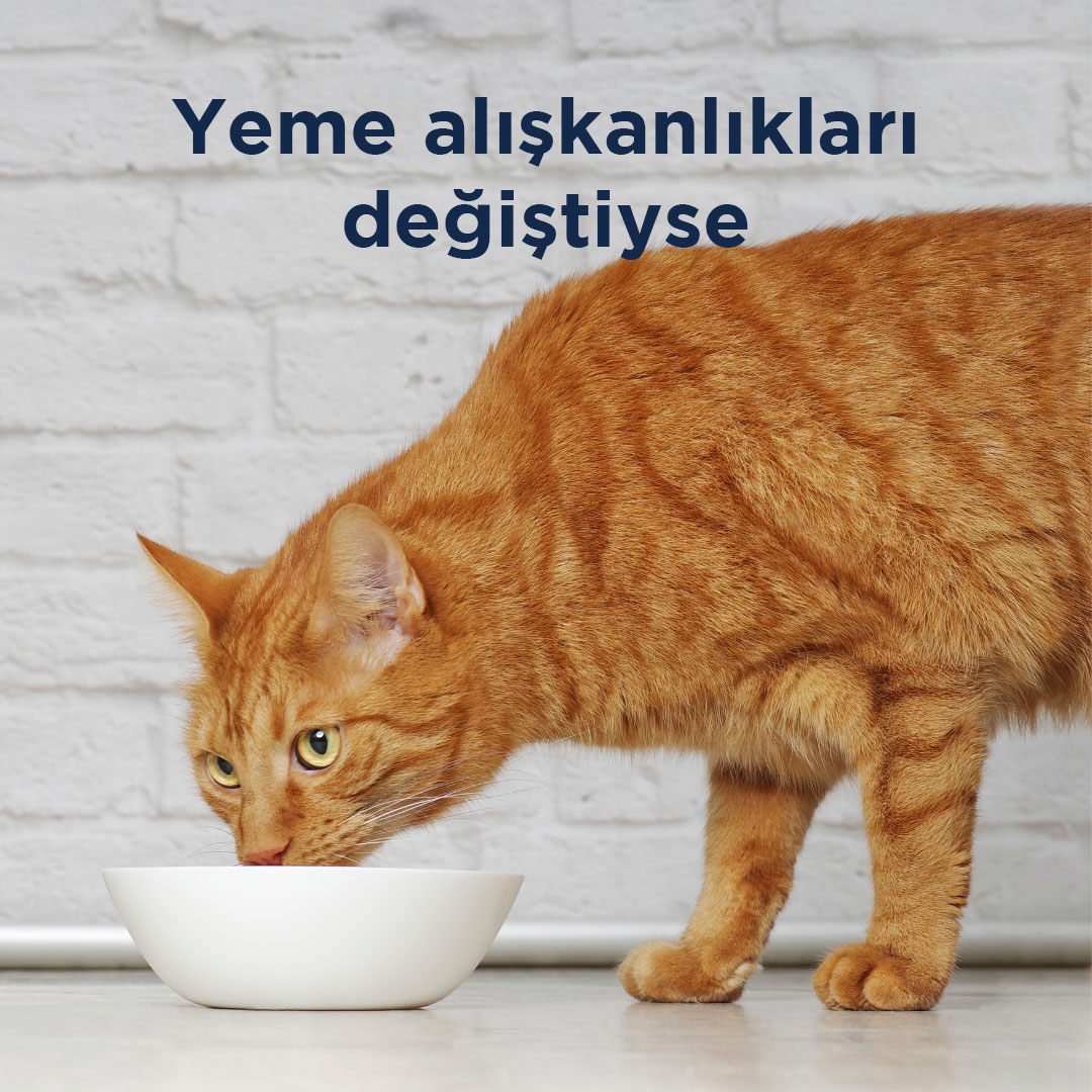 Kedinizin stresli olup olmadığını nasıl anlayacağınızı merak mı ediyorsunuz? İşte yanıtı!