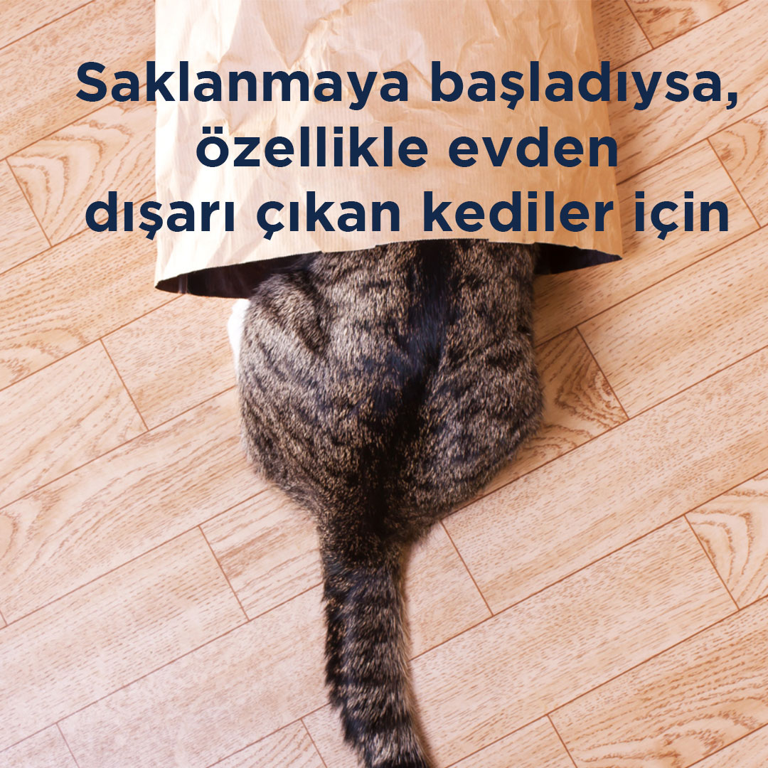 Kedinizin stresli olup olmadığını nasıl anlayacağınızı merak mı ediyorsunuz? İşte yanıtı!