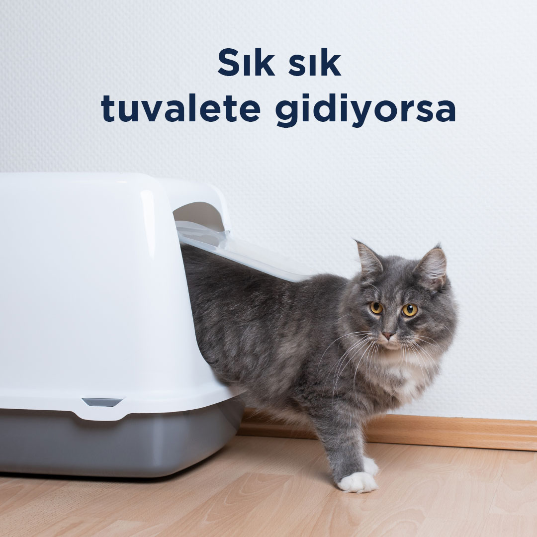 Kedinizin stresli olup olmadığını nasıl anlayacağınızı merak mı ediyorsunuz? İşte yanıtı!