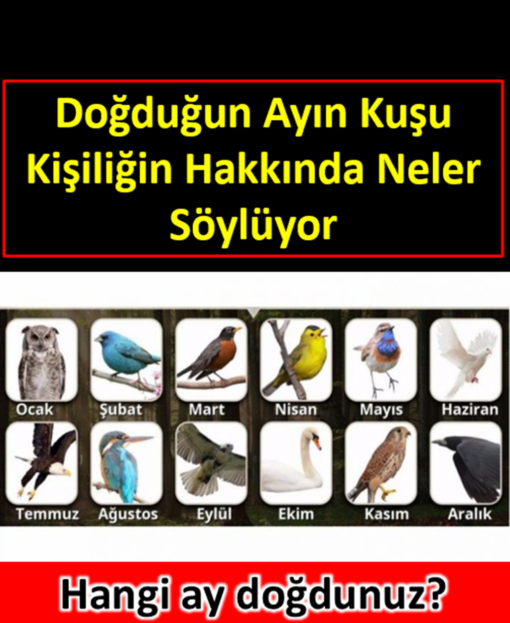 Doğduğunuz Ayın Kuşu Karakteriniz Hakkında Neler Söylüyor