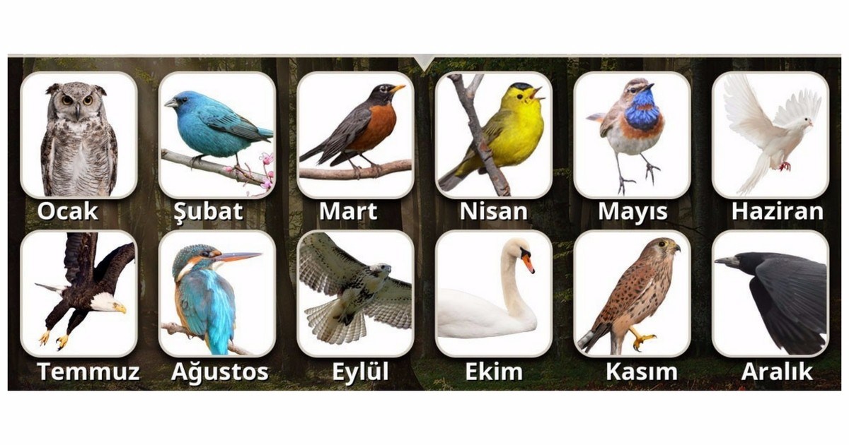 Doğduğunuz Ayın Kuşu Karakteriniz Hakkında Neler Söylüyor