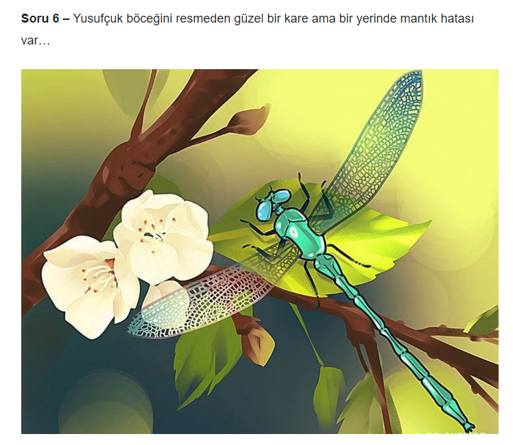 Bu Resimlerdeki Mantık Hatalarını Bulun