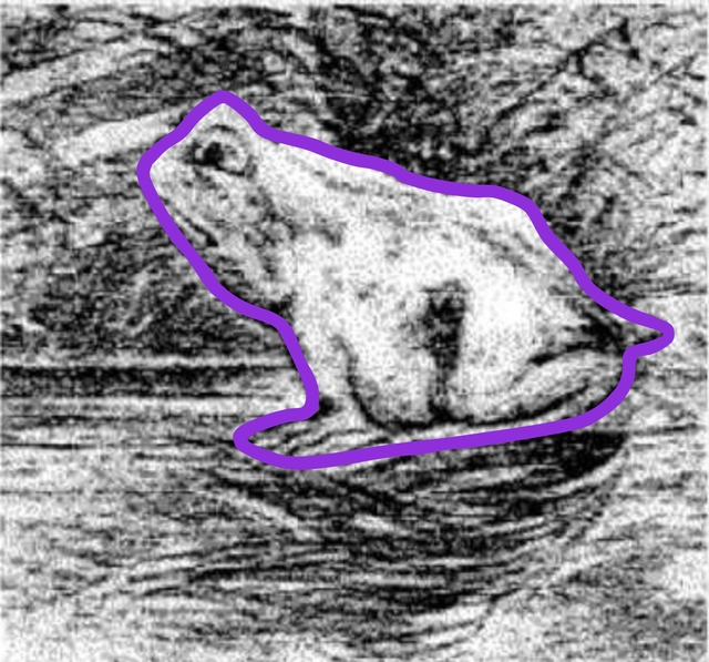 Atı bulabilecek misiniz? İnsanlar bu kurbağa resminde gizli olan atı bulmakta zorluk yaşıyor!