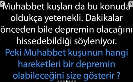 Herkes Evinde Muhakkak Muhabbet Kuşu Beslemeli. Neden mi? İşte İlginç Nedeni!