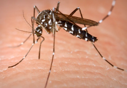 Bu Yiyecekler Sivri Sinekleri Size Çekiyor. Sakın Bunları Yemeyin