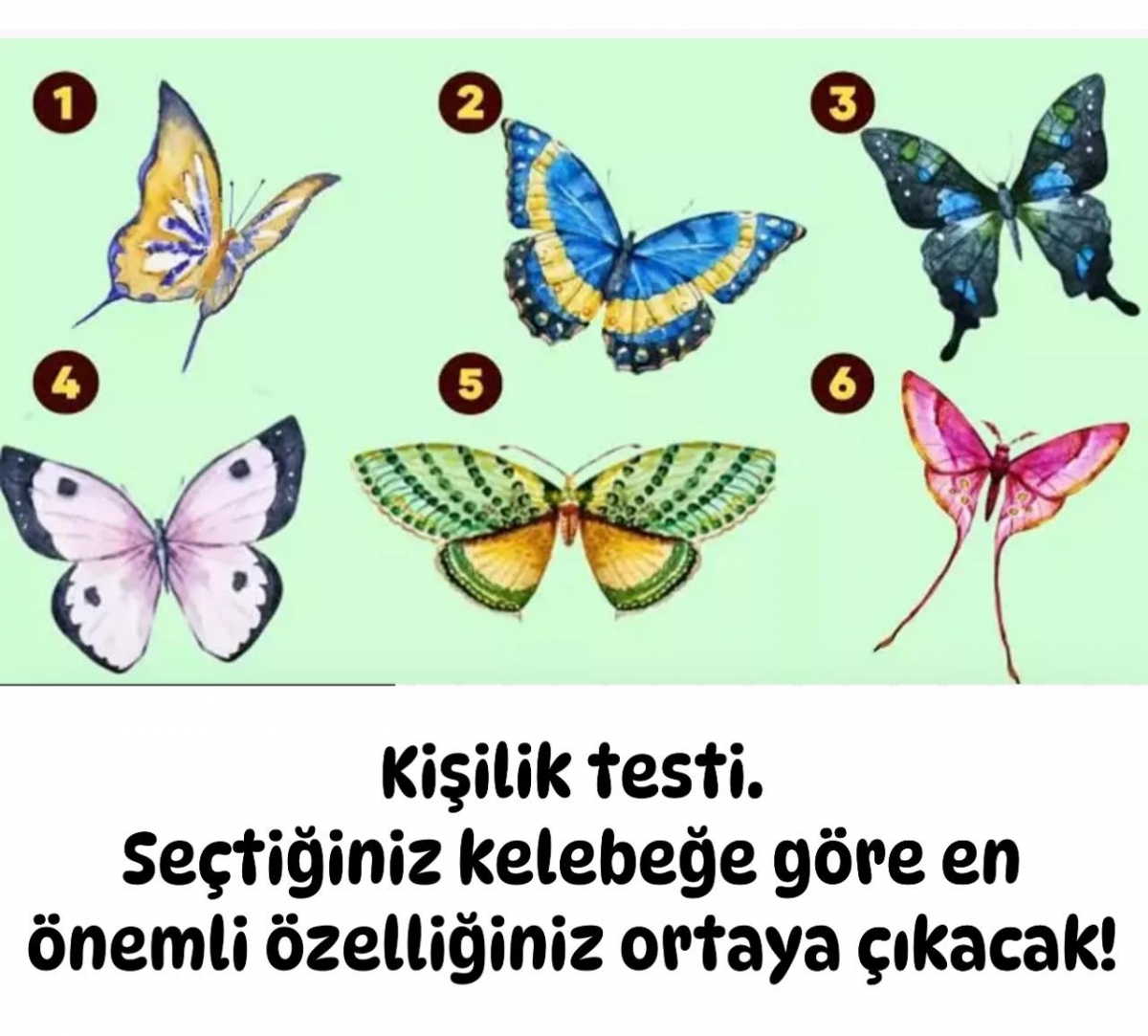 Kişilik Testi: Seçtiğiniz Kelebeğe Göre En Önemli Özelliğiniz Ortaya Çıkacak